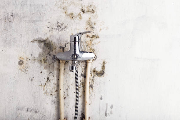 Best White Mold Remediation in Watsonville, CA