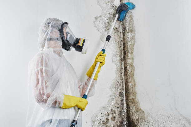 Best Crawl Space Mold Remediation in Watsonville, CA