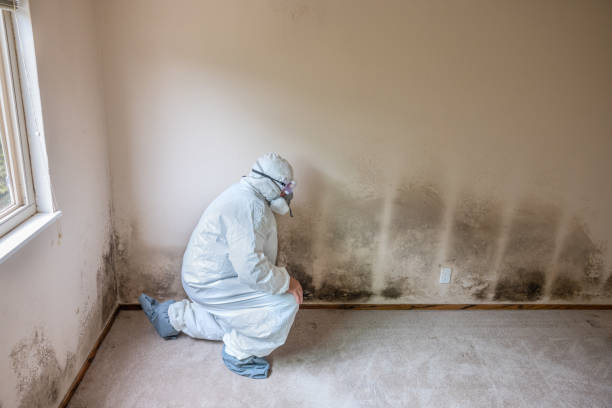 Best Attic Mold Remediation in Watsonville, CA
