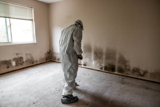 Reliable Watsonville, CA Mold Remediation Solutions