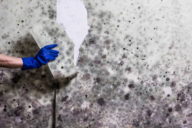 Best Mold Testing and Inspection Services in Watsonville, CA