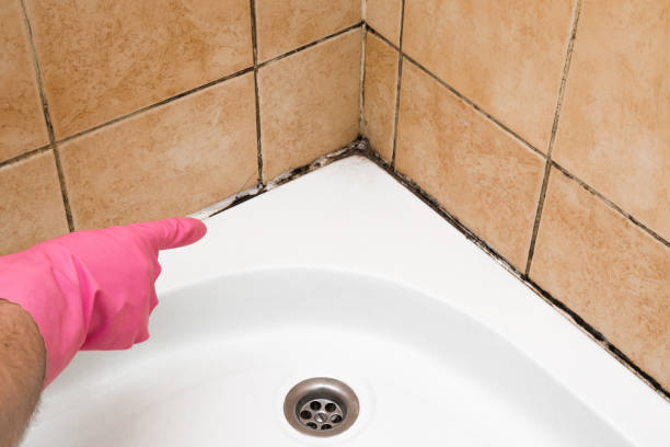Best Post-Flood Mold Remediation in Watsonville, CA